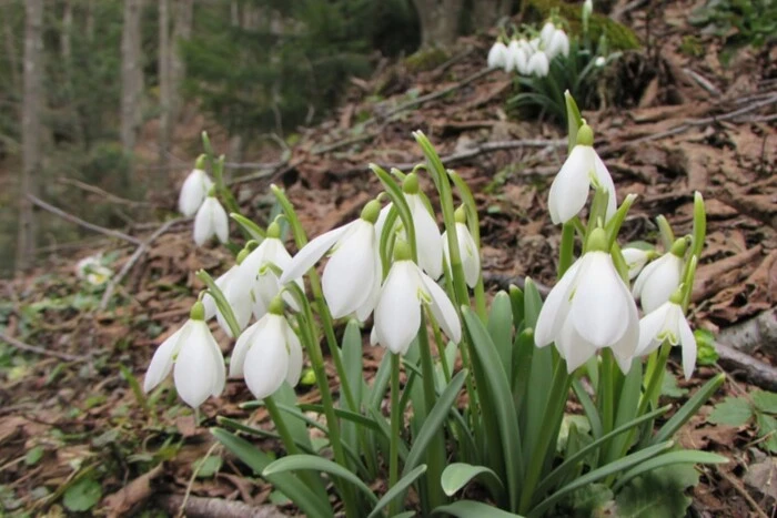 Не зривайте та не купуйте первоцвіти, занесені до Червоної книги України
