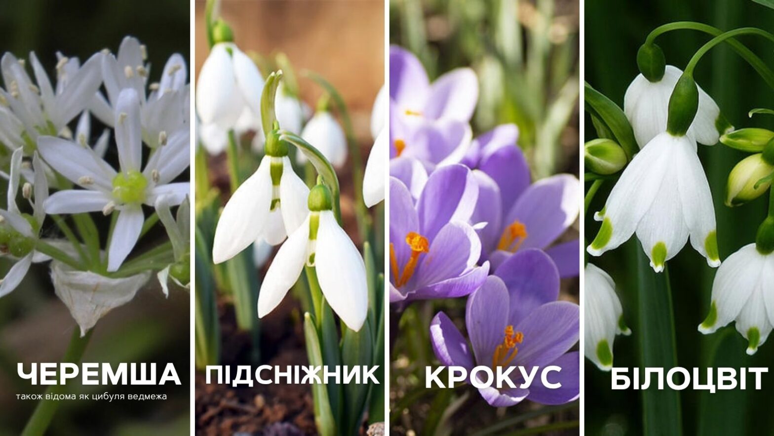 Які рослини можуть назавжди зникнути з України: червонокнижні весняні квіти