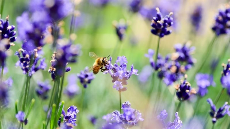 Як діяти пасічнику та аграрію з метою захисту бджіл